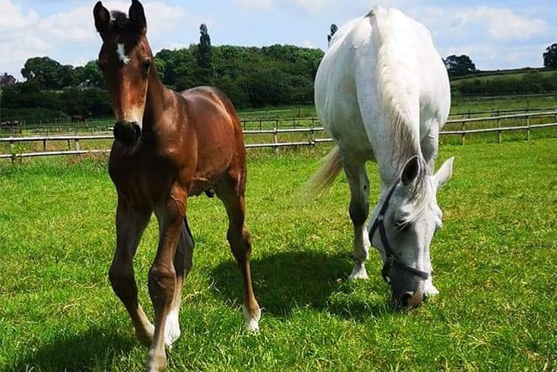 Holsteiner foals